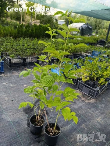 Малини сорт Сугана , снимка 2 - Разсади - 49616777