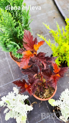 Промо пакет от 5 бр студоустойчиви растения!