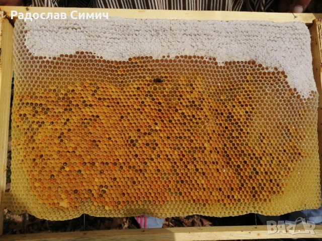 Пчелен прашец, снимка 5 - Хранителни добавки - 37373354