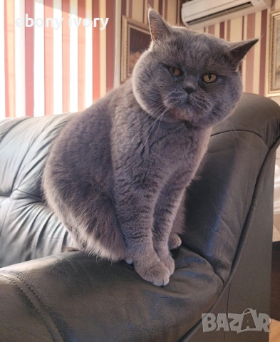 Мъжки късокосмест британски котарак предлага заплождане на женски , снимка 8 - Британска късокосместа - 53141990