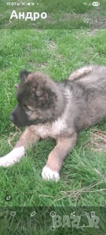 кавказка овчарка мъжко на два месеца