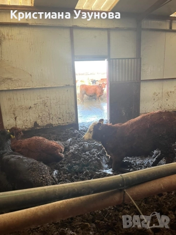 Продавам месодайни крави и телета, снимка 4 - Крави - 52697284