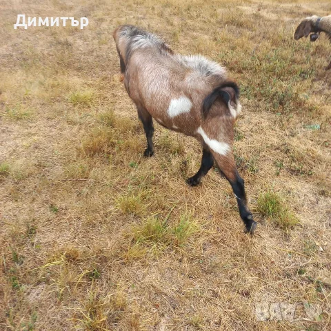 Продавам Пръч чип, снимка 2 - Кози - 56231352