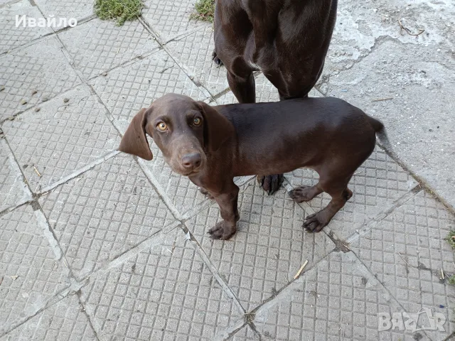 Продавам женски Курцхаар , снимка 6 - Курцхаар - 56063936