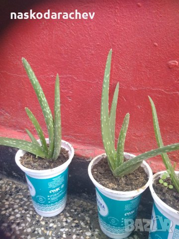 Алое Вера -  оригиналното лечебно растение, снимка 1