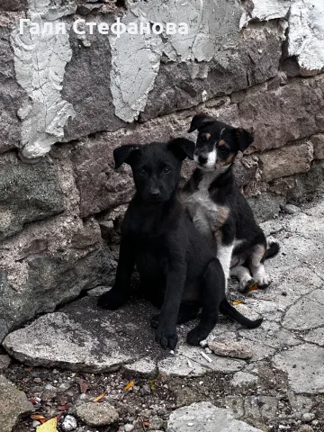 Търся дом за тези кученца