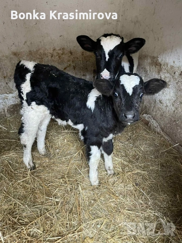 4 женски 1 мъжко , снимка 5 - Крави - 53291855