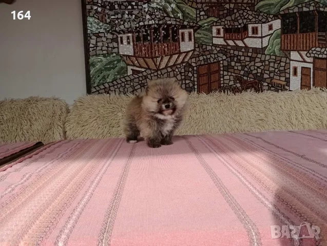 Померан. Мими момченце.