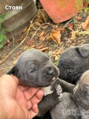 Продавам Кане Корсо , снимка 5 - Кане корсо - 56140067