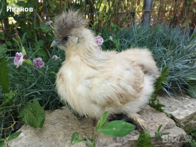 Копринки, млади чифтове 