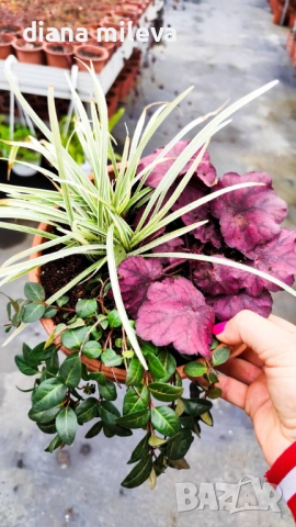 Аранжировка от вечнозелени и студоустойчиви растения за сянка!!!, снимка 3 - Градински цветя и растения - 53277328