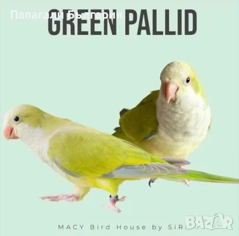 Чифт  Папагали Монах, снимка 2 - Папагали - 48699981