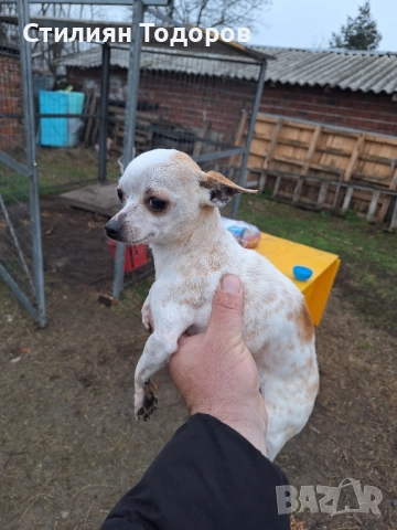 Продават се , снимка 3 - Чихуахуа - 52889453