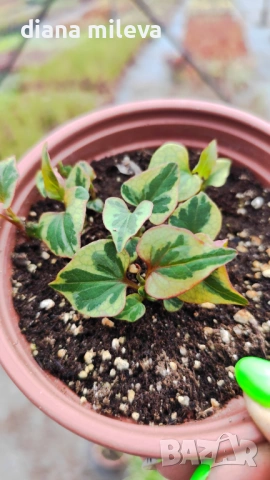 Хутиния, Houttuynia cordata, многогодишна и студоустойчива , снимка 12 - Градински цветя и растения - 54001747