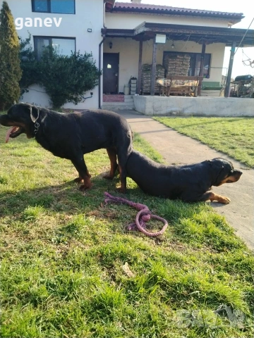 бебета ротвайлер , снимка 2 - Ротвайлер - 54019595