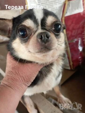 🐶Кученца пинчери - Две Ваксини🐶, обезпаразитени кучета пинчер 🐾, снимка 3 - Пинчер - 53313093