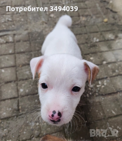 Джак Ръсел Териер , снимка 5 - Джак ръсел териер - 54012486