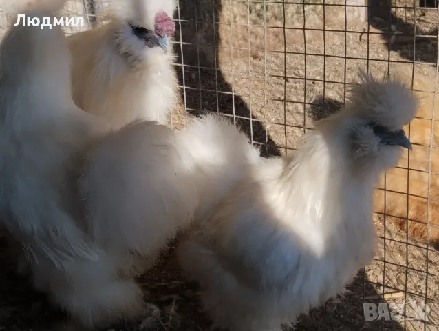 Копринки, снимка 2 - Кокошки и пуйки - 48488569