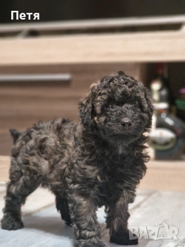 Пудел мини момче, снимка 2 - Пудели - 52651544