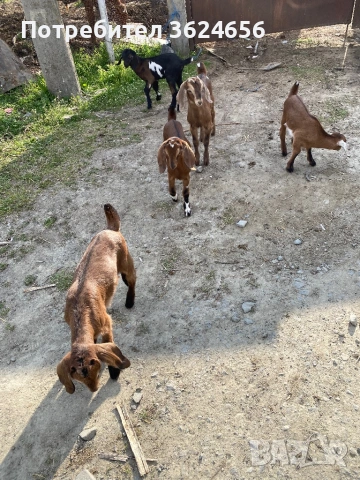 англо нубийски кози