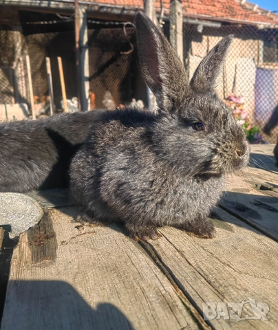 Зайци зайчета заек, снимка 3 - Други - 52739438