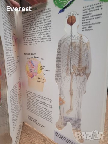 Човешкото тяло," прозрачна " енциклопедия от 1993 г., снимка 14 - Енциклопедии, справочници - 39007785