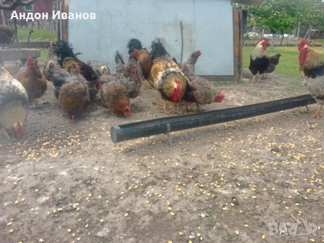 Разплодни яйца и малки пиленца от Катунски кокошки, снимка 8 - други­ - 54355709