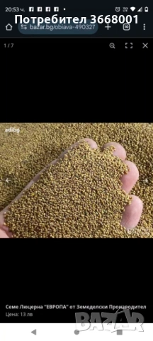 Семе люцерна 