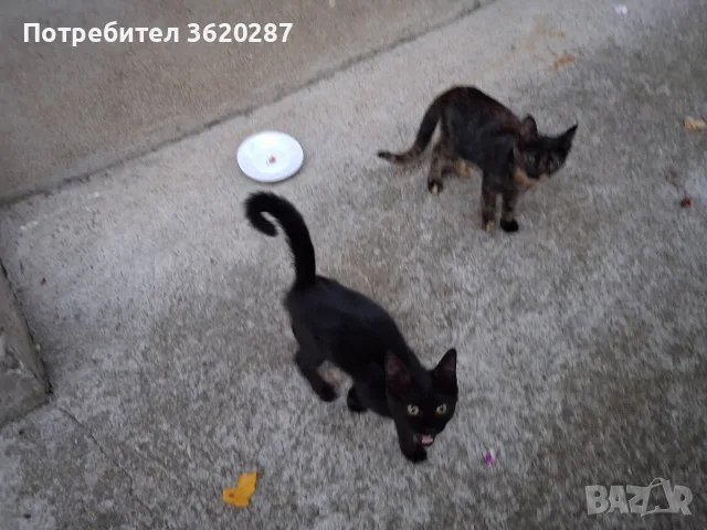 Две бездомни котета 