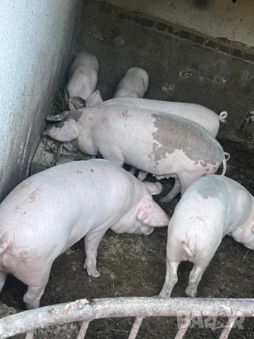 Домашни прасета 100-130 кг, снимка 2 - Прасета - 53134235