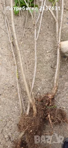 ФИДАНКИ ЛЮЛЯК , снимка 5 - Разсади - 49848991