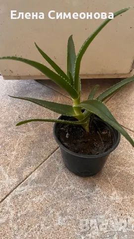 Алое , снимка 3 - Градински цветя и растения - 47641119