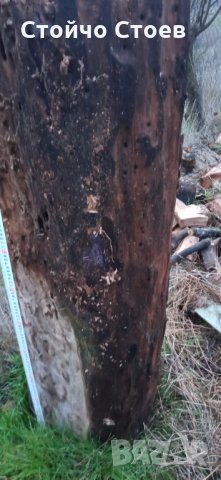 Орех труп и шайби от ореха, снимка 4 - Други - 35444412