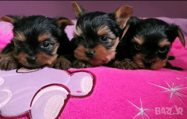 Йоркширски териер 