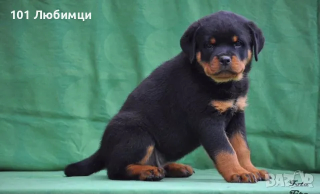 Ротвайлери с родословие, снимка 4 - Ротвайлер - 47449230
