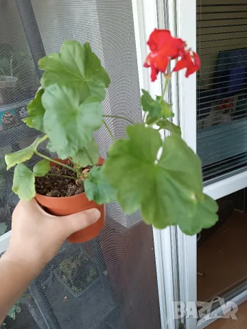 Комплект Мушката, снимка 6 - Стайни растения - 55771181