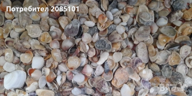 Морски мидички и камъчета, снимка 3 - Други стоки за дома - 52146747