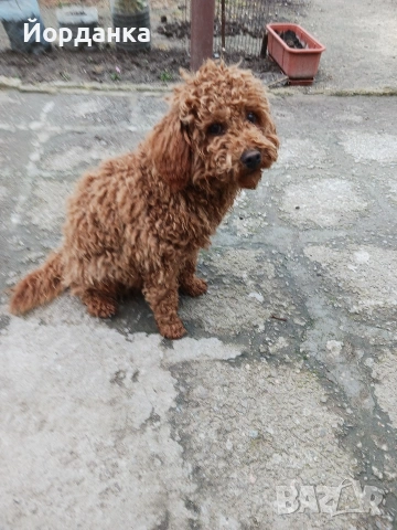 Пудел мини, снимка 2 - Пудели - 54005745