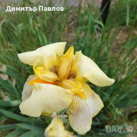 Перуника,ирис - различни цветове високи ароматни, снимка 5 - Градински цветя и растения - 37148734