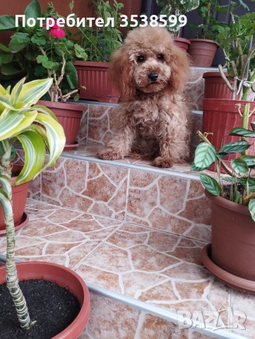 Мини Пудел Той Пудел , снимка 5 - Пудели - 50538188