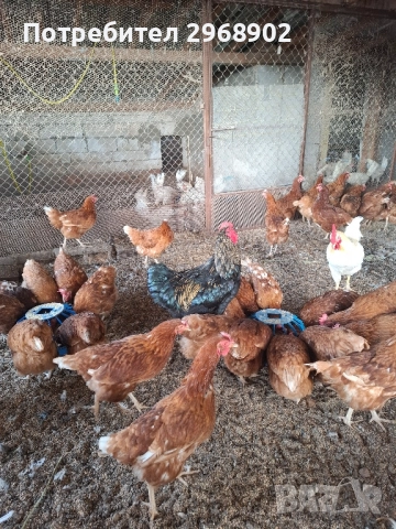 продавам кокошки носачки легхорн и ломан Браун на година и три месеца и легхорн на 10 месеца, снимка 1