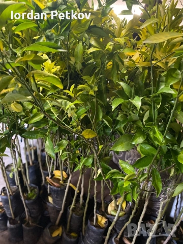 Лион, Мандарина, Портокал, снимка 4 - Градински цветя и растения - 52656437