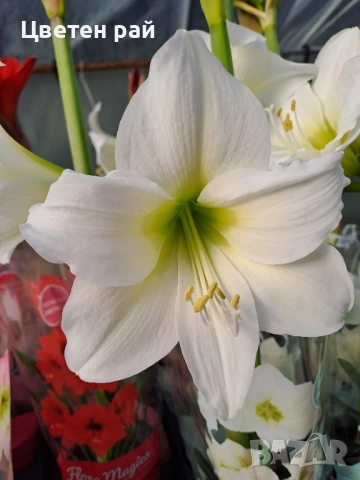 Амарилис с цвят и пред цъфтеж , снимка 3 - Градински цветя и растения - 52316690