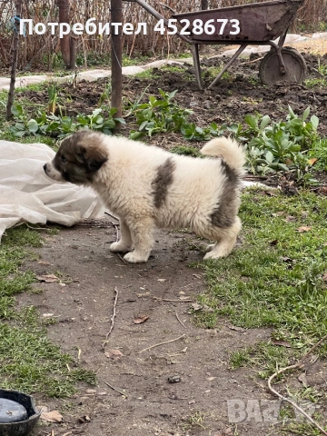 Продавам малки кученца, снимка 4 - Каракачанска овчарка - 53068657