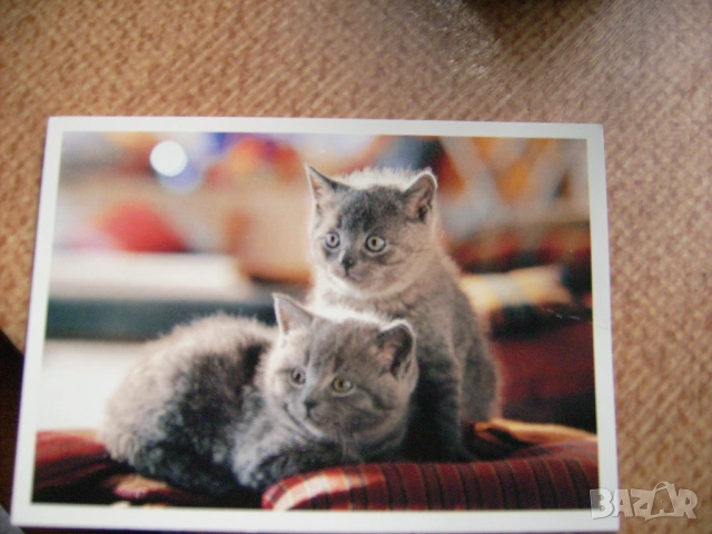 Три картички с котки, снимка 2 - Колекции - 54312778