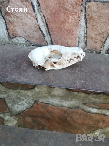 Череп на лисица за украса на битови кътчета , снимка 3 - Други спортове - 42810832