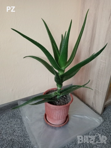 Алое вера в саксия 