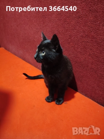 Подарява се много гальовно и сладко черно котенце, снимка 4 - Други - 52681916