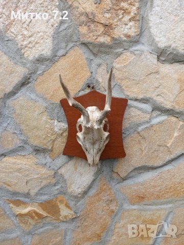 Ловен трофей от сръндак, снимка 2 - Други - 37542518