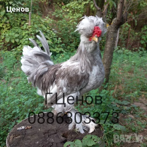 Чифтове струмски бантам, снимка 6 - други­ - 49315454